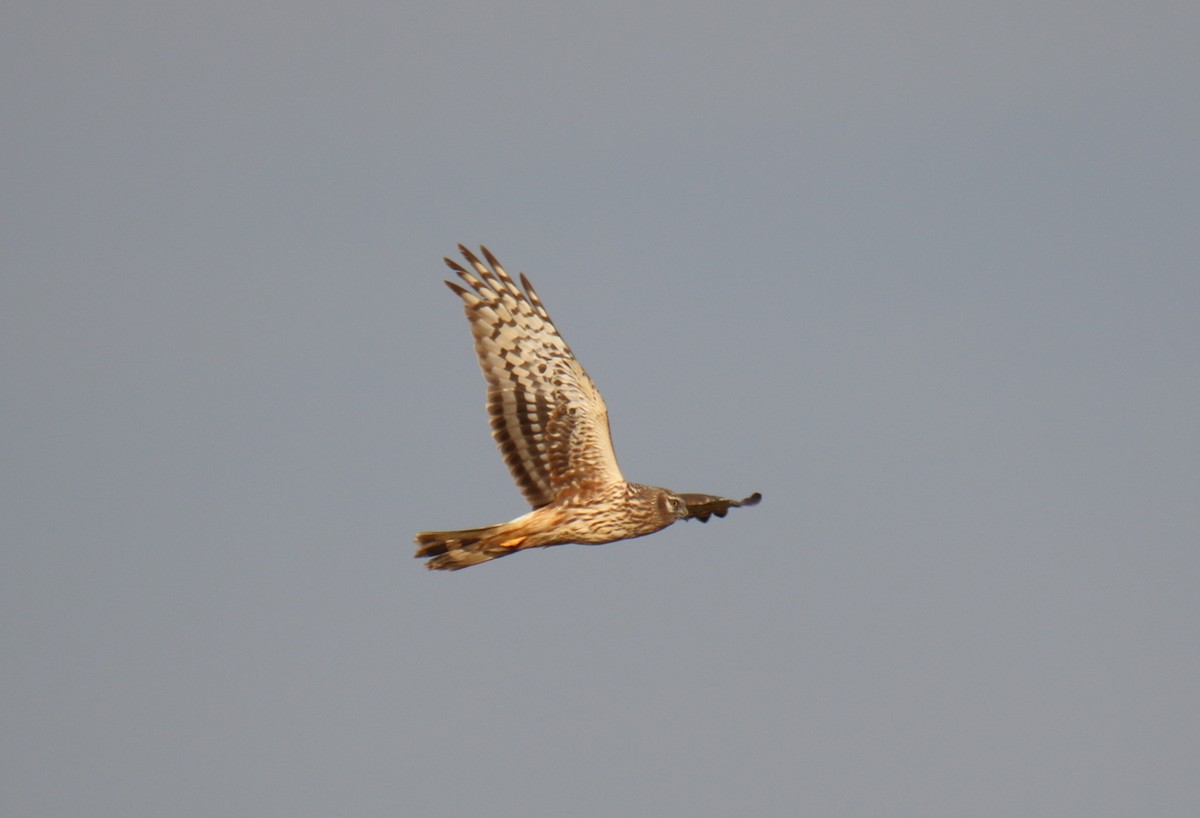 Hen Harrier - ML402216331