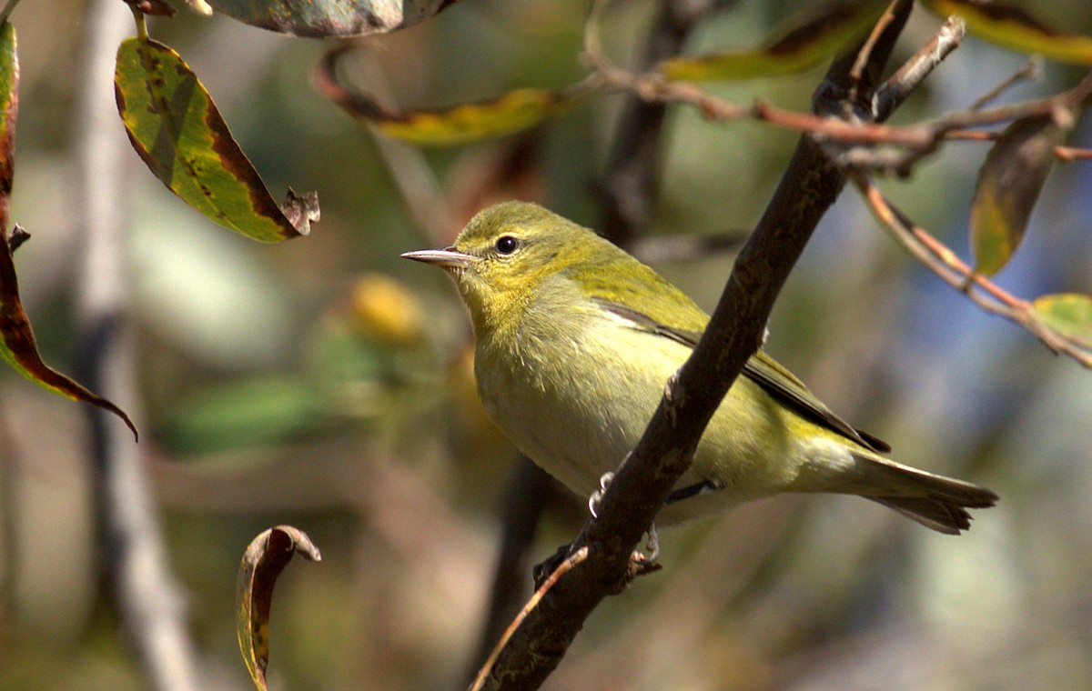 Tennessee Warbler - Curtis Marantz