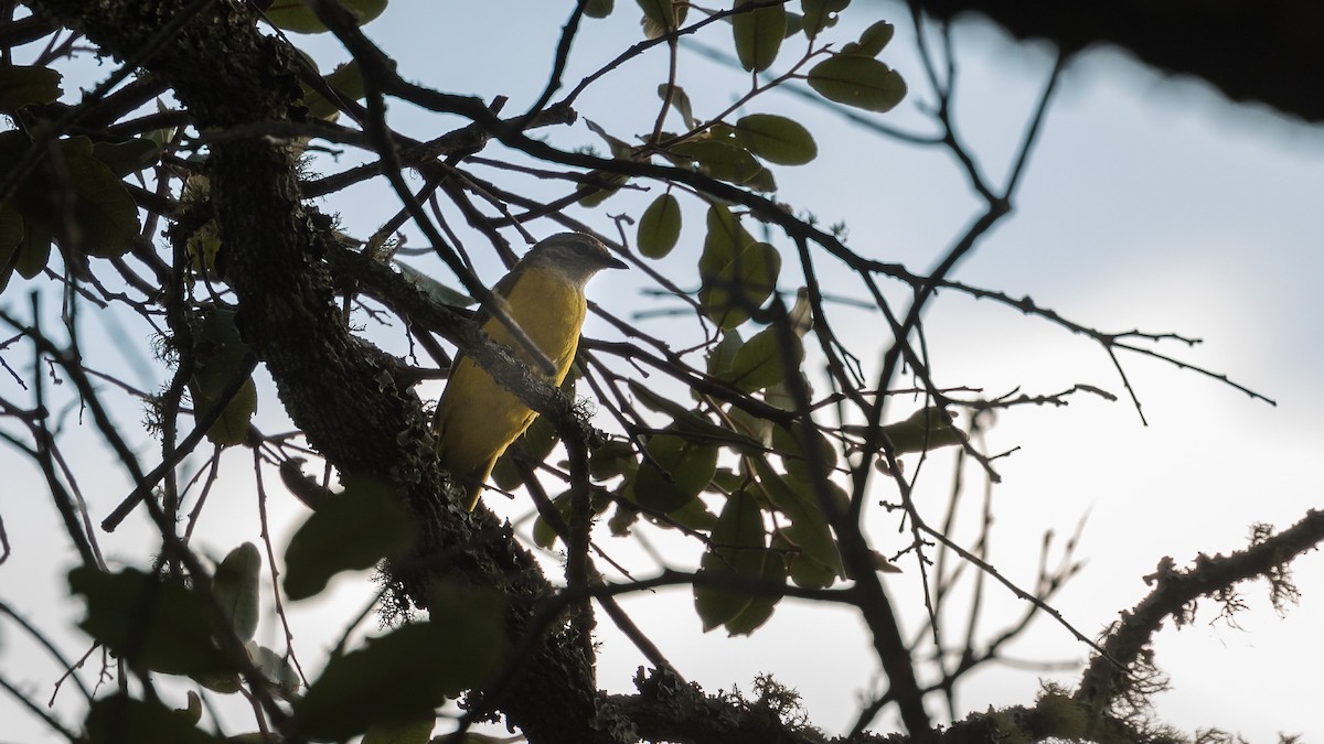 Purple-throated Cuckooshrike - ML402216431