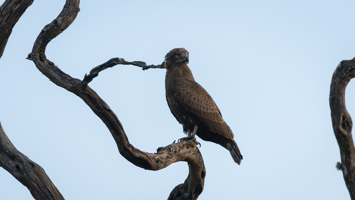 Brown Snake-Eagle - ML402216571