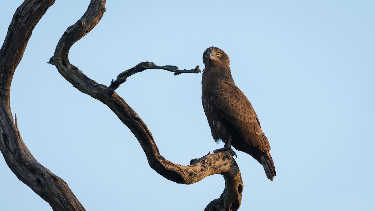 Brown Snake-Eagle - ML402216621