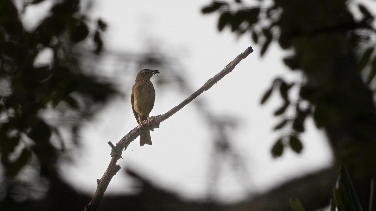 Woodland Pipit - ML402217041