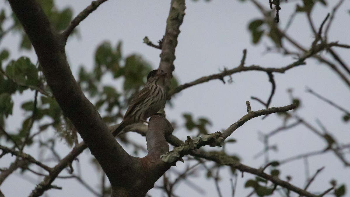 African Broadbill - ML402217181