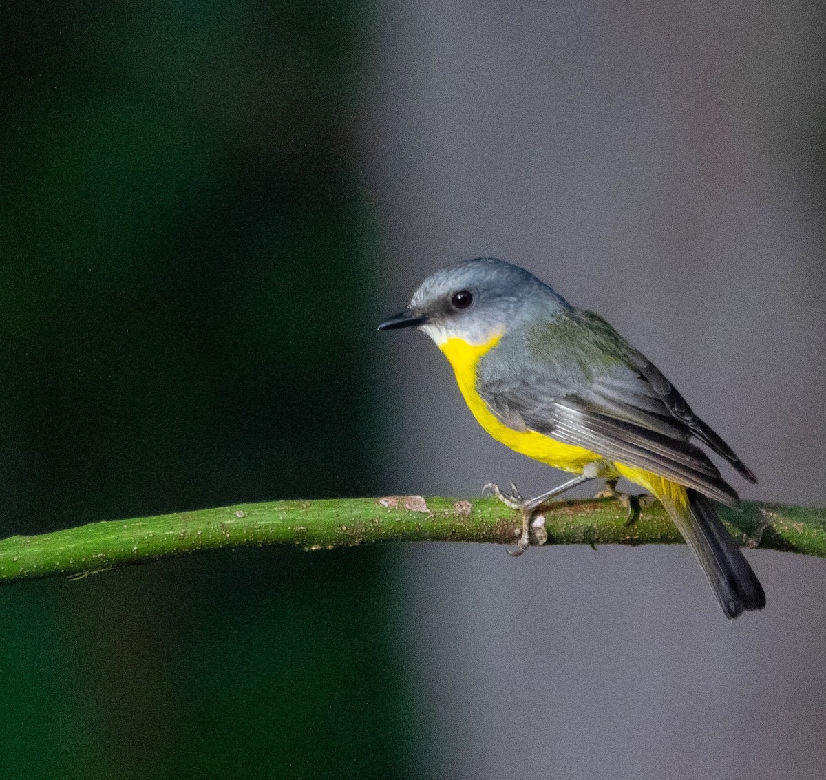 Eastern Yellow Robin - ML402218011