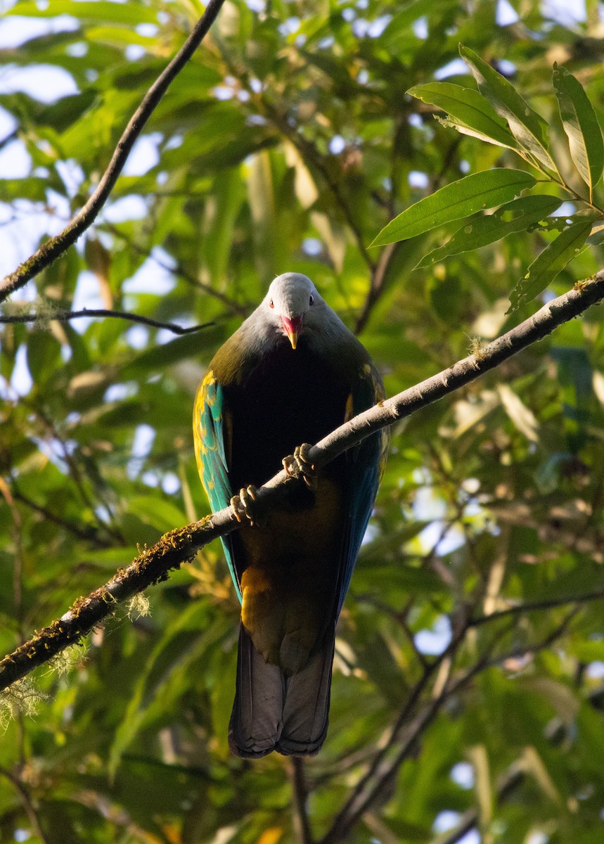 Wompoo Fruit-Dove - ML402218051