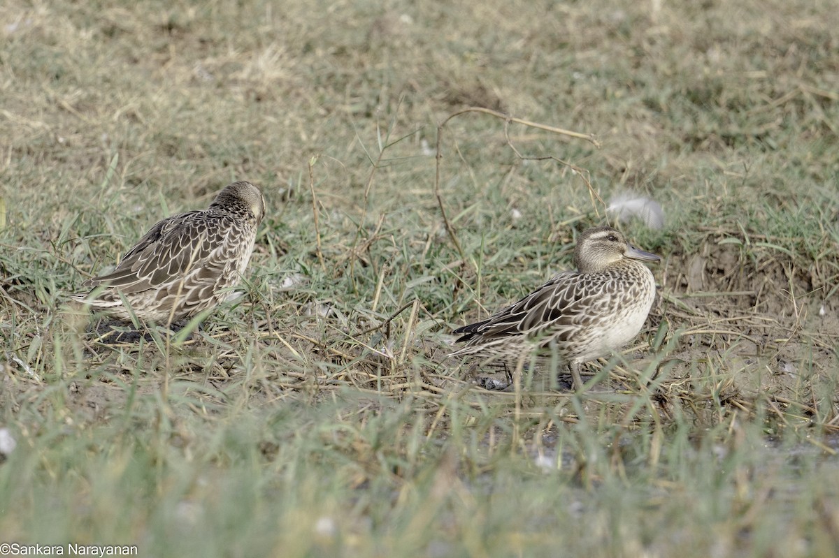 Garganey - ML402218411