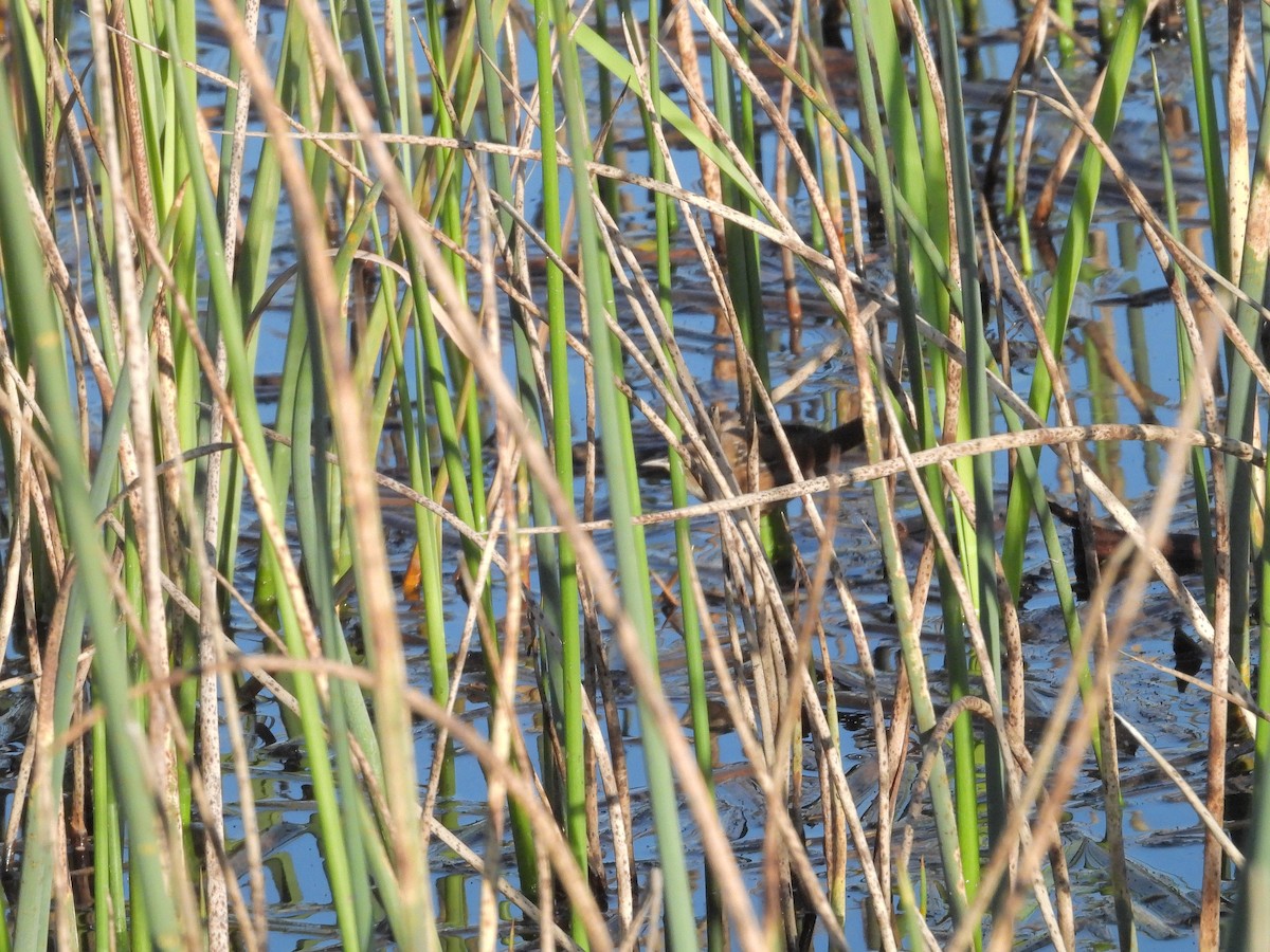 Marsh Wren - ML402218521