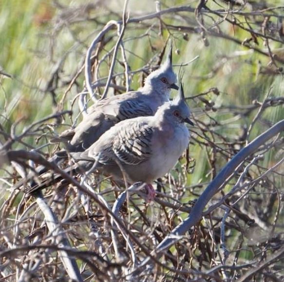 Crested Pigeon - ML402218711