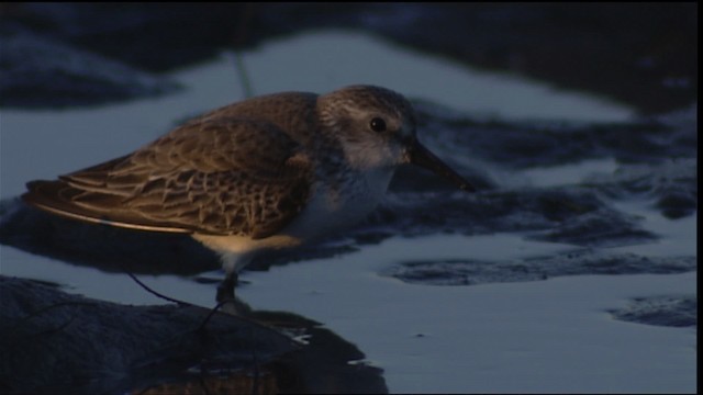 Calidris sp. (petit bécasseau sp.) - ML402219