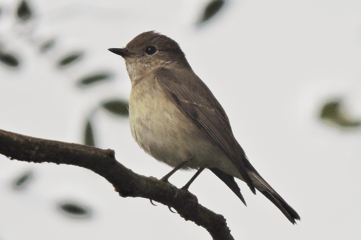 Taiga Flycatcher - ML402219171