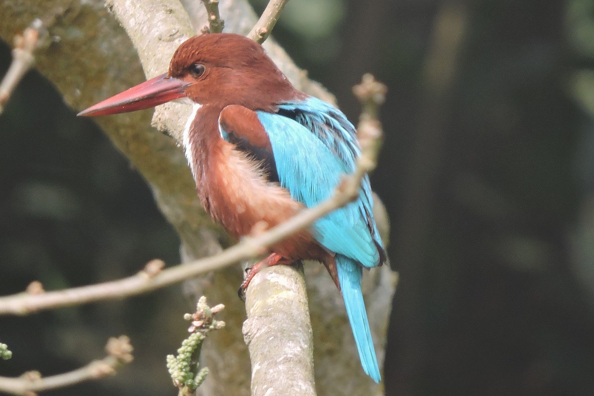 White-throated Kingfisher - ML402219211