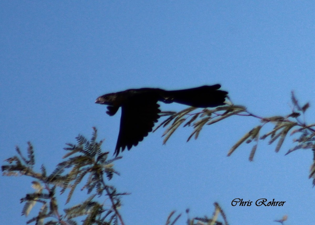 Groove-billed Ani - ML40222131