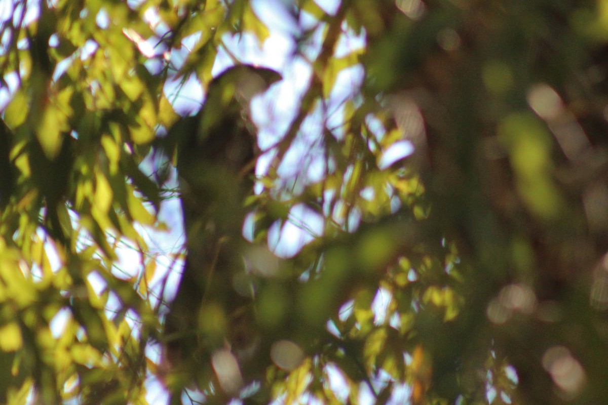 Groove-billed Ani - ML40222171