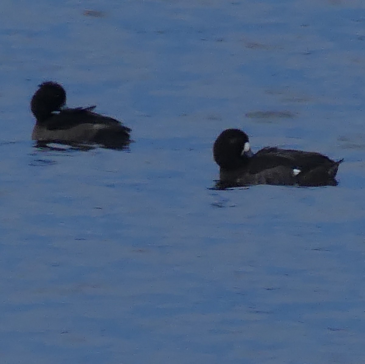 Greater Scaup - ML402221751