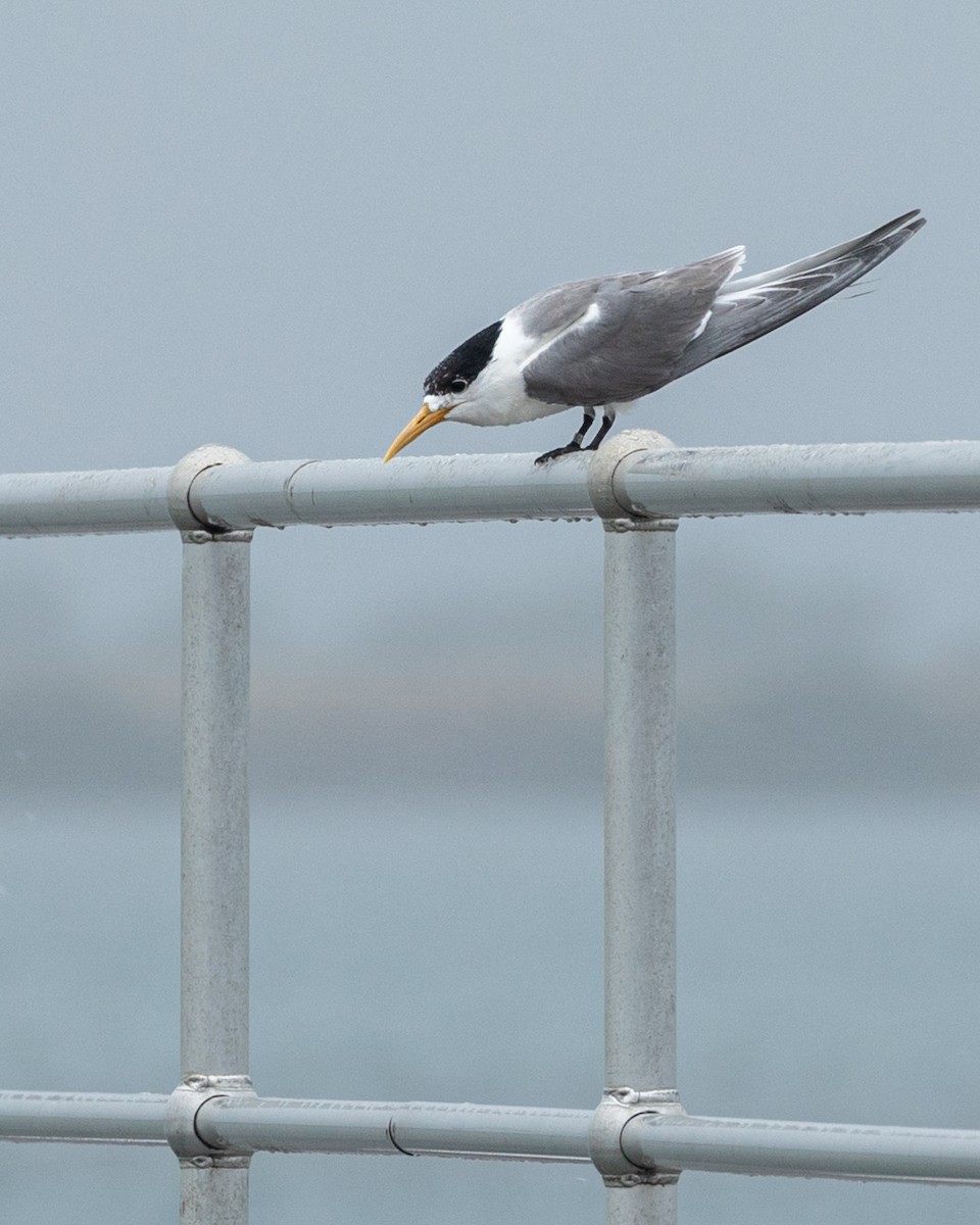 Great Crested Tern - ML402223201