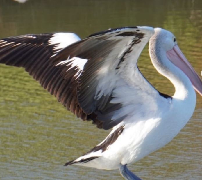 Australian Pelican - ML402223991