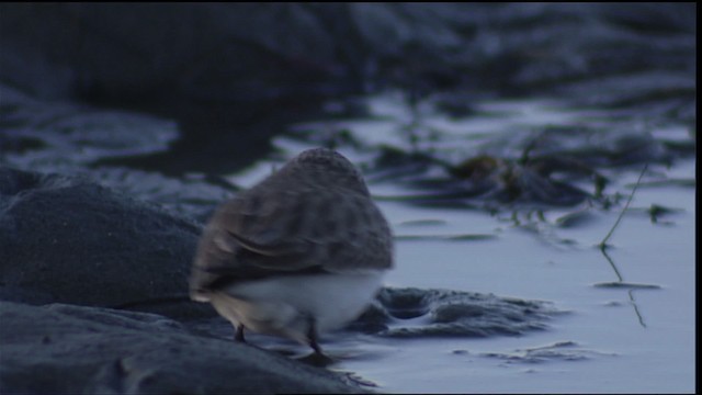 Calidris sp. (petit bécasseau sp.) - ML402225