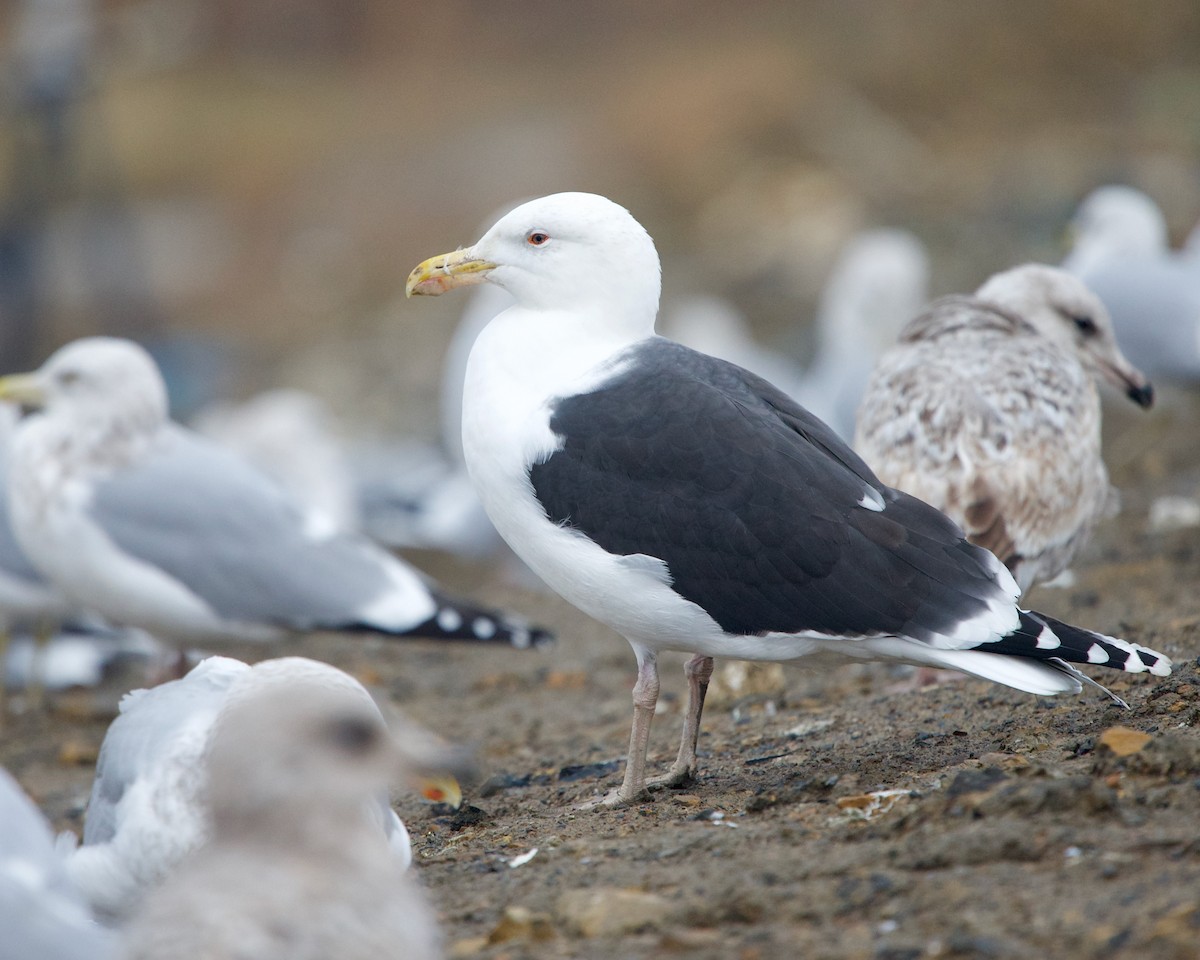 Great Black-backed Gull - ML402225191