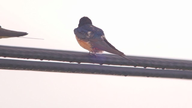 Barn Swallow - ML402225511