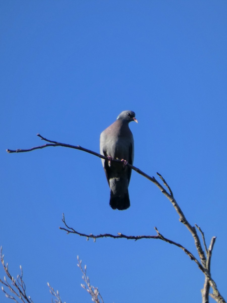 Хүнхэл тагтаа - ML402225741
