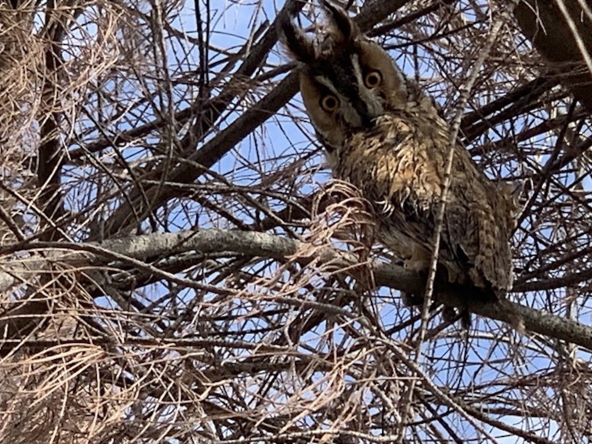 Hibou moyen-duc (otus/canariensis) - ML402227041