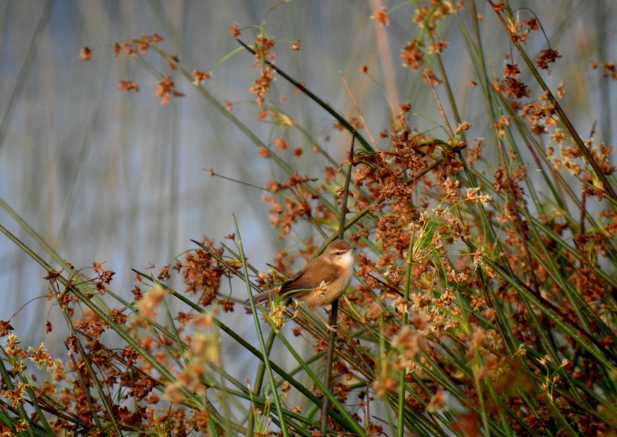 Paddyfield Warbler - Anonymous