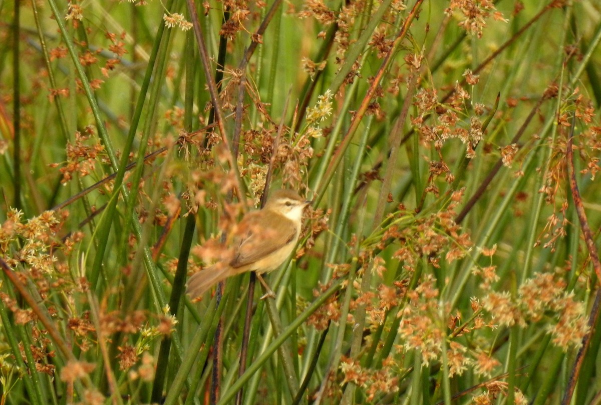 Paddyfield Warbler - Anonymous