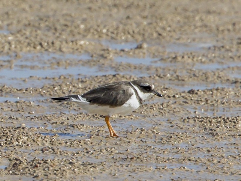 Common Ringed Plover - Georgina Cole