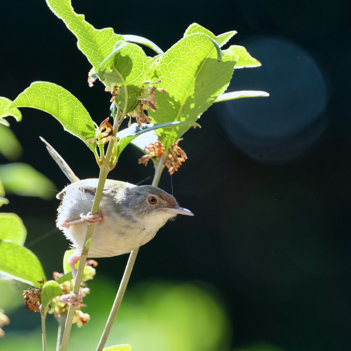 Common Tailorbird - Glenda Khoo