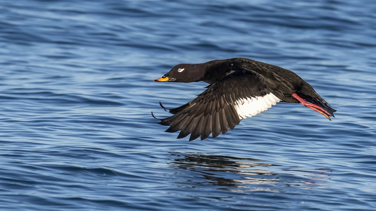 Velvet Scoter - Mehmet ertan Tiryaki