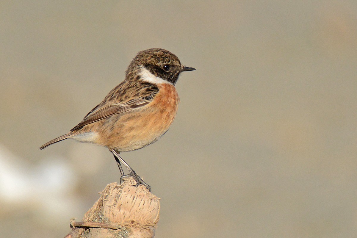 European Stonechat - Murat Kocas