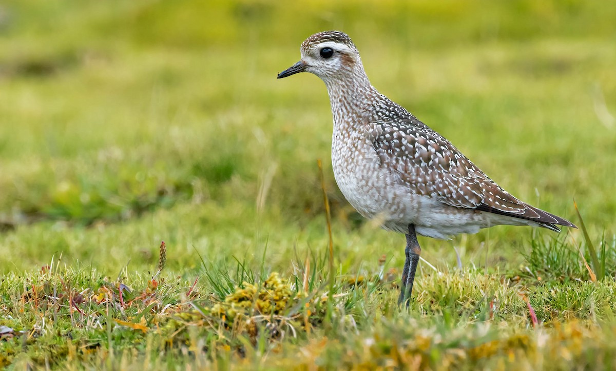 American Golden-Plover - David Monroy Rengifo