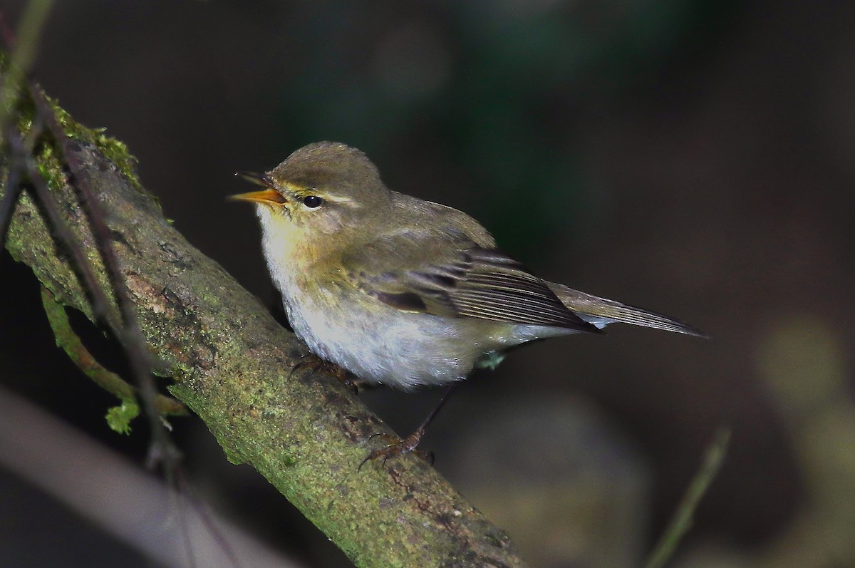 Iberian Chiffchaff - ML402230551
