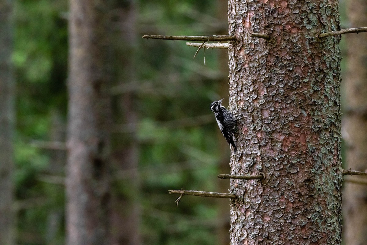 Eurasian Three-toed Woodpecker - Honza Grünwald