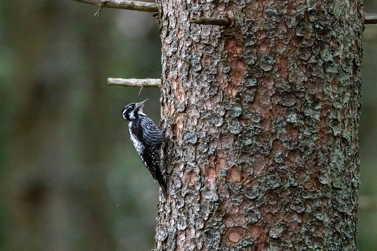 Eurasian Three-toed Woodpecker - Honza Grünwald