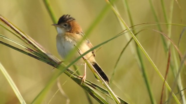 Golden-headed Cisticola - ML402235051