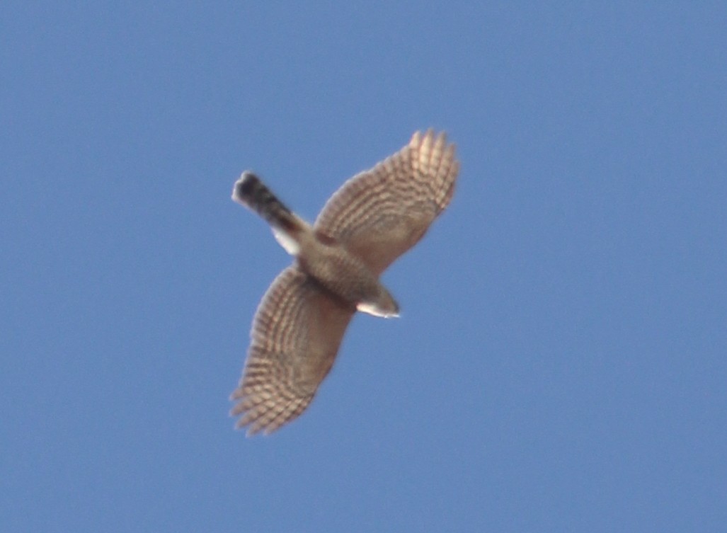 Sharp-shinned Hawk - ML402236941