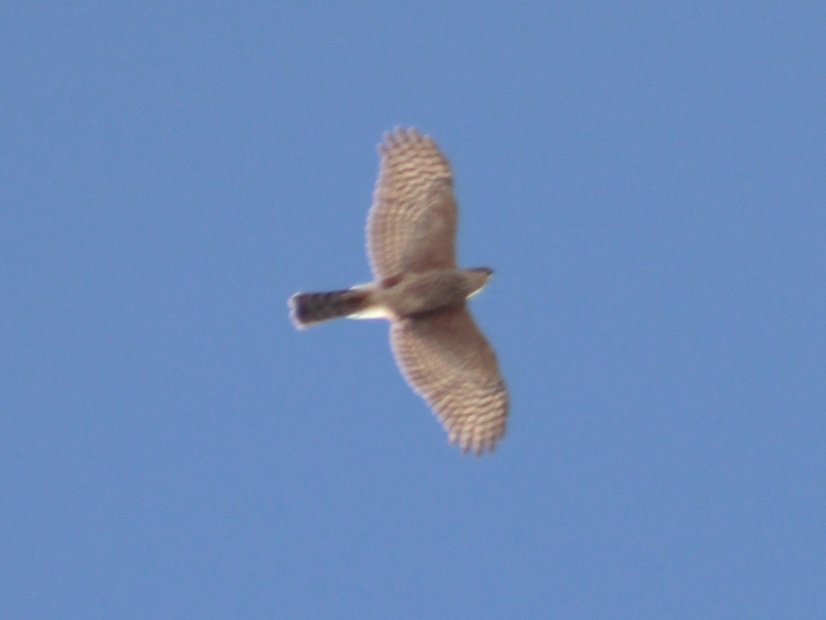 Sharp-shinned Hawk - ML402236951