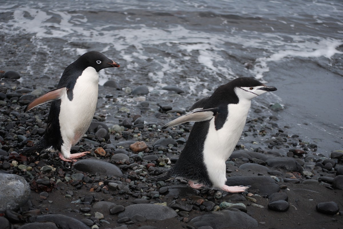 Adelie Penguin - ML402239321