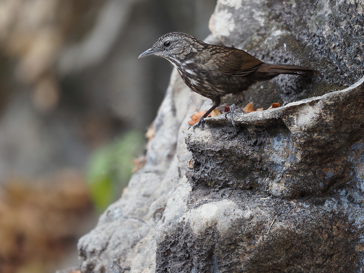 Variable Limestone Babbler - ML402240481