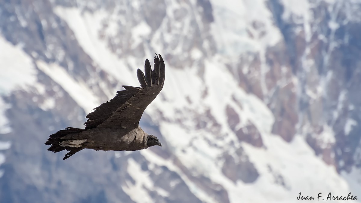 Andean Condor - ML402242091