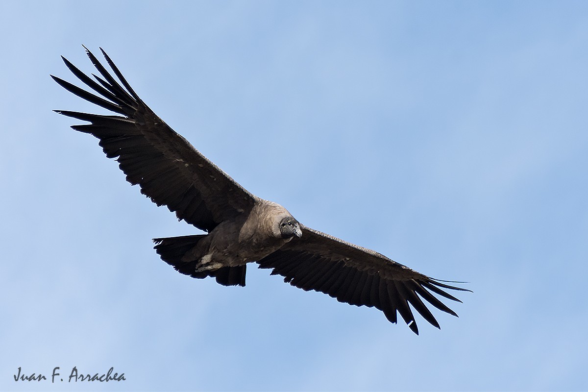 Andean Condor - ML402242131