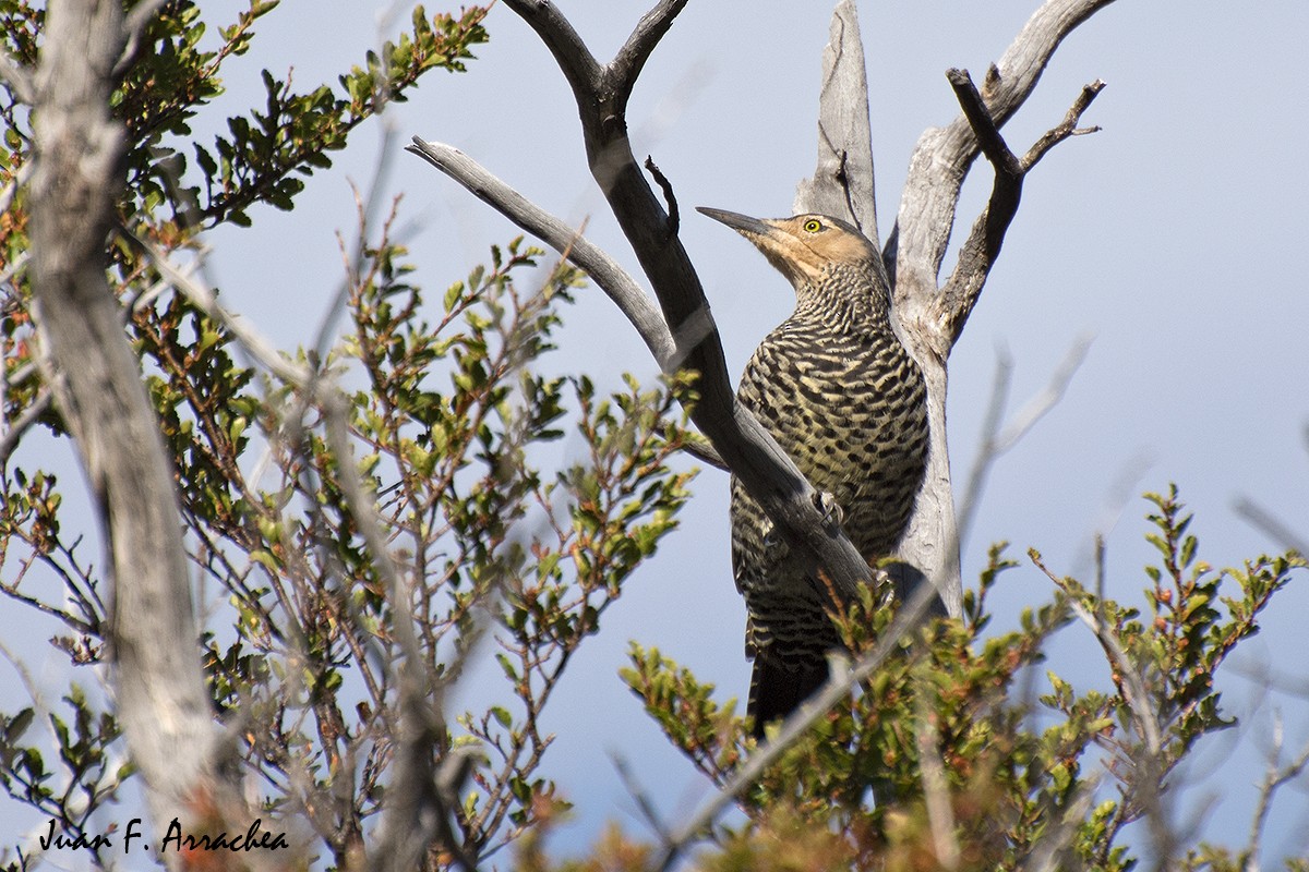 Chilean Flicker - ML402242381