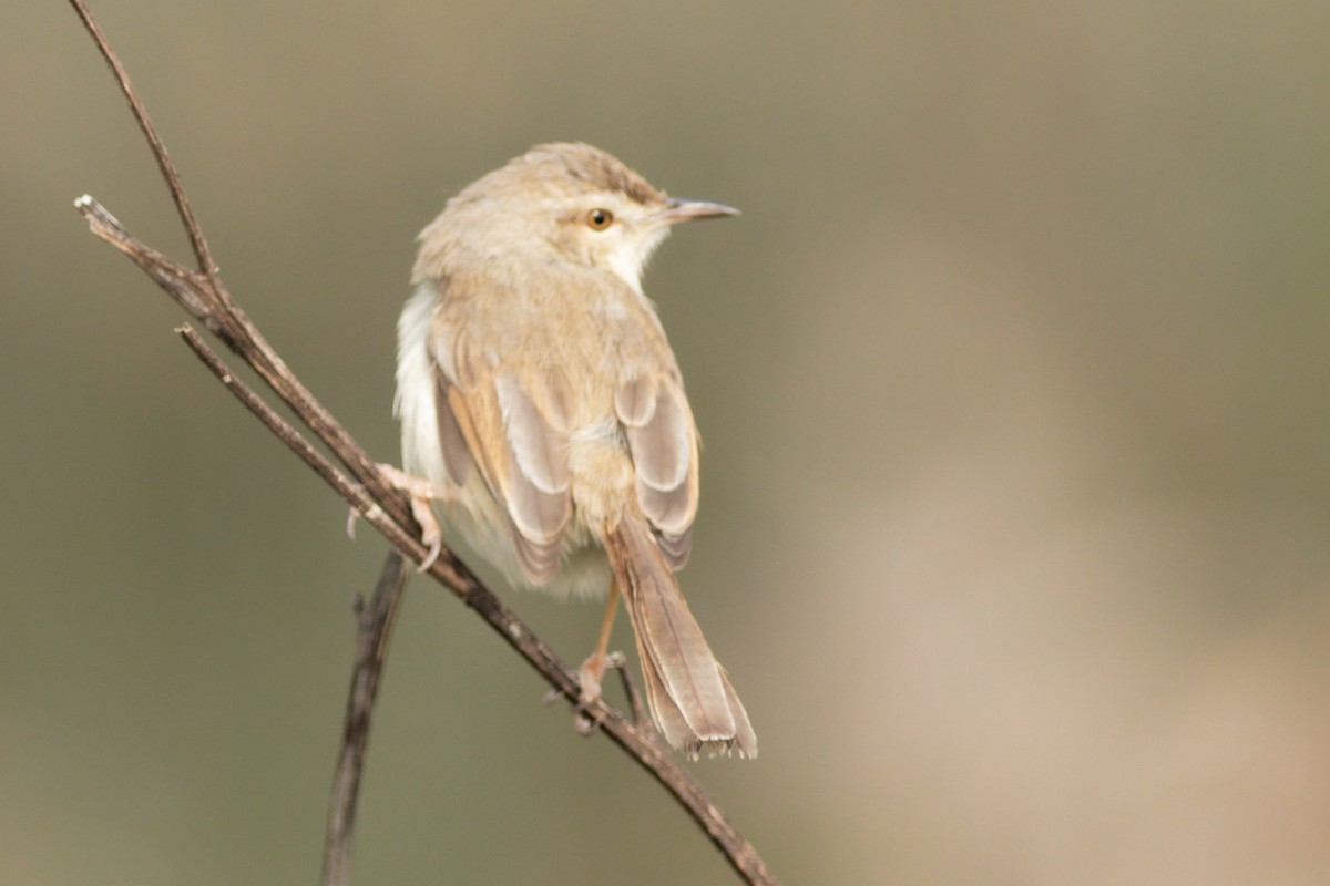 Plain Prinia - ML402244391