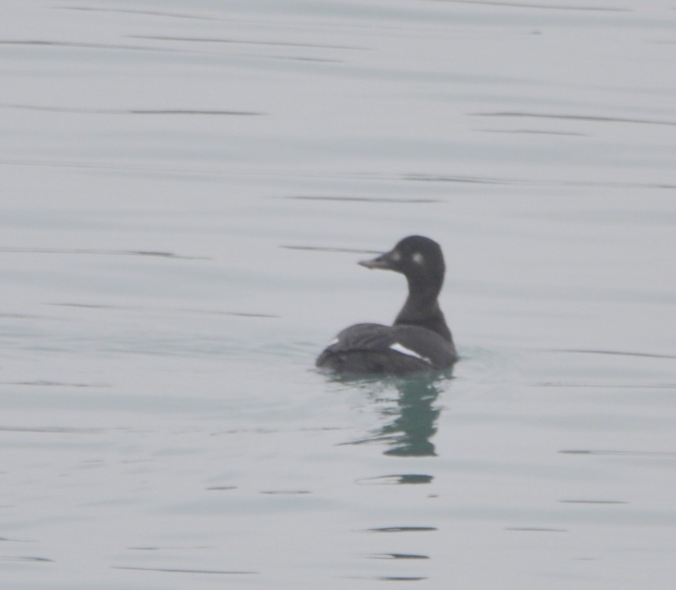 Velvet Scoter - ML402244481