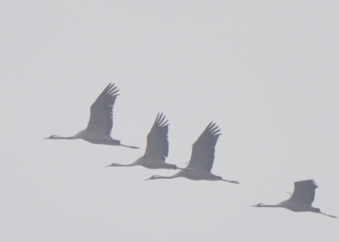 Common Crane - ML402244501