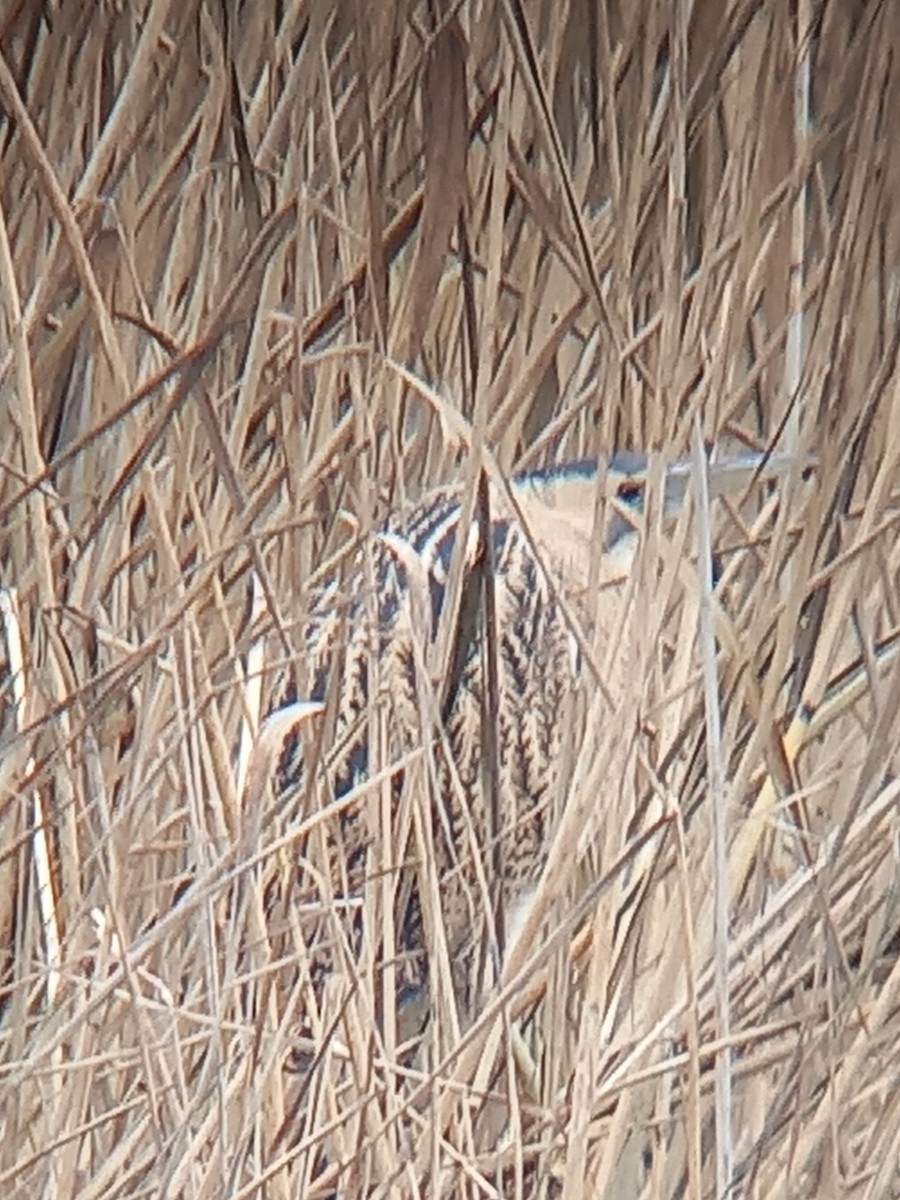 Eurasian Bittern - ML402244521