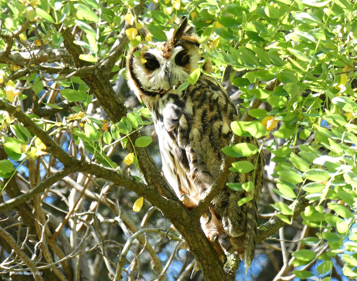 Striped Owl - ML402244911