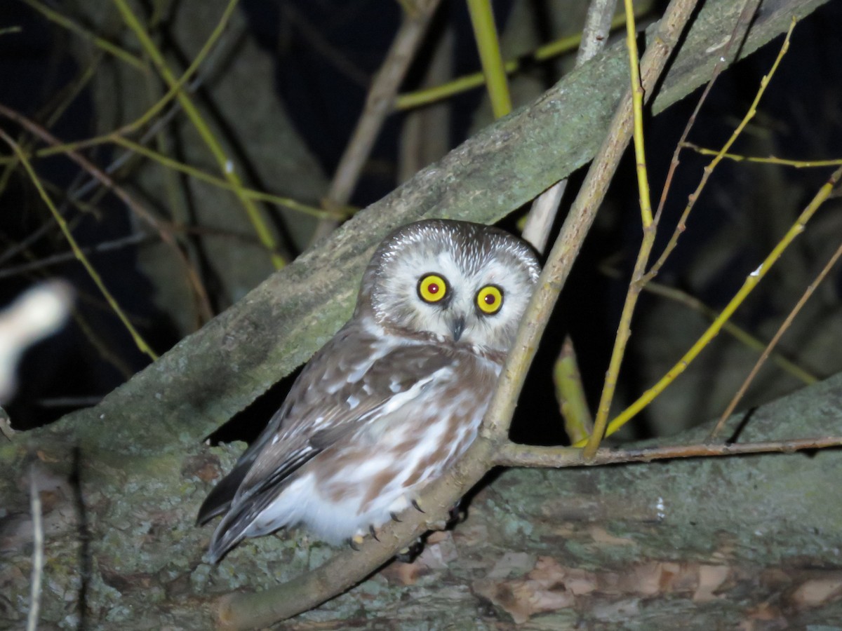 Northern Saw-whet Owl - ML40224541