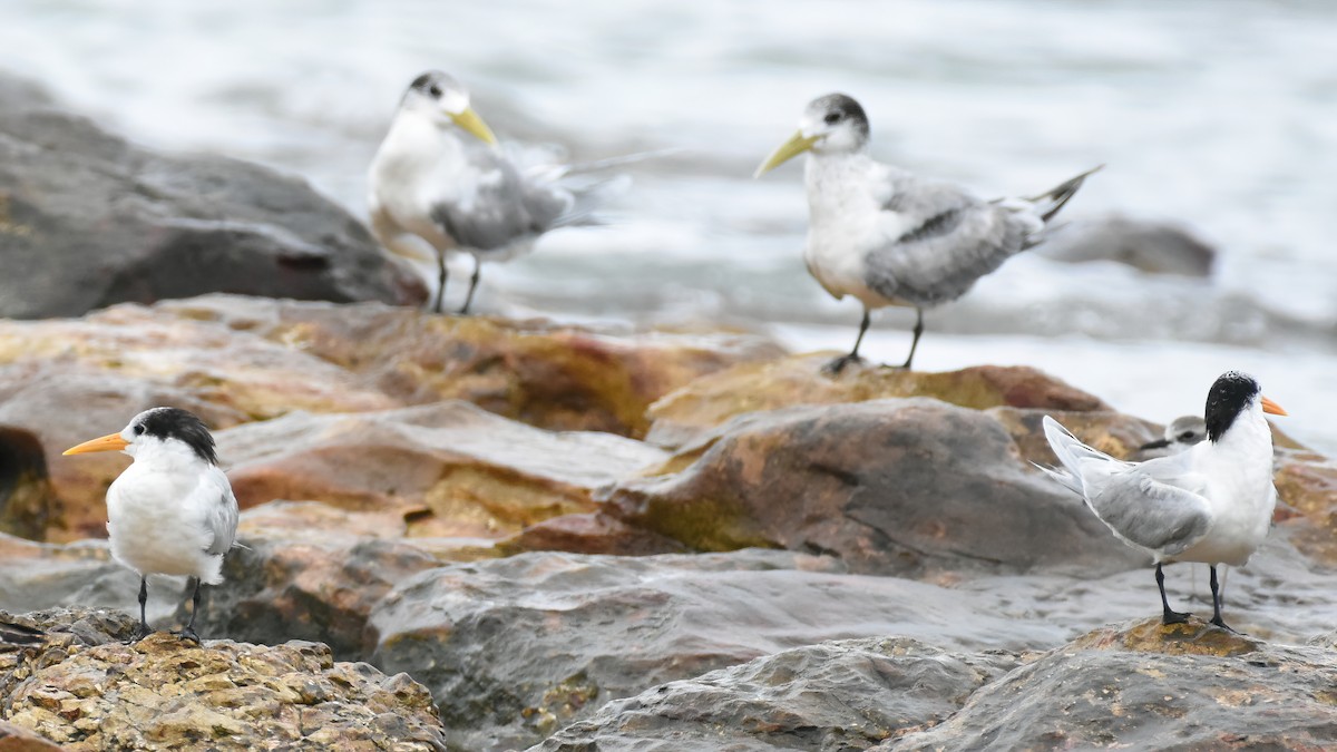 Lesser Crested Tern - Frank Lin